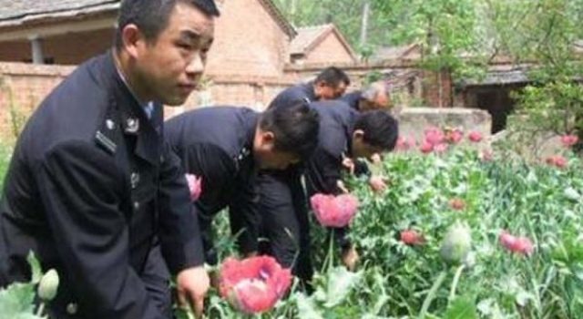7旬老太误种638株罂粟 开花才识之仍牟利获刑