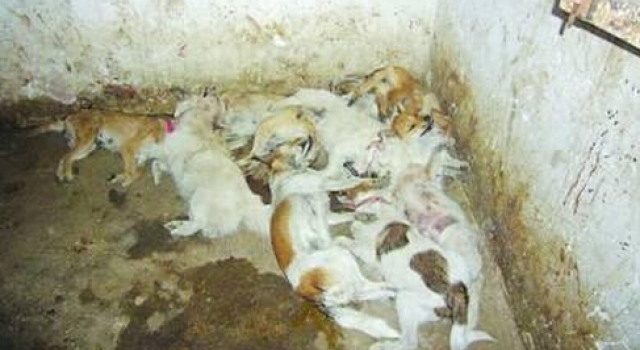 江苏破获有毒狗肉1万余斤:一半上餐桌 毒肉链曝光