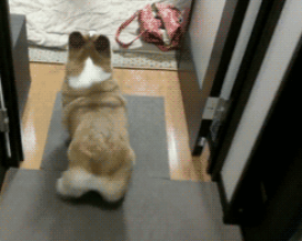 ��ЦGIF �Һ����˵Ķ����ճ�