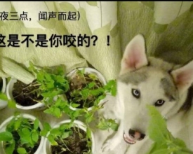 �����ƻ����ʿ�� ���밤��ֻʣ�㲽