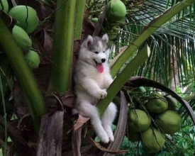 ������ɵЦ����ֽ���� ����ʿ�������Ƭ