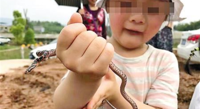 父亲捉毒蛇让女儿把玩 "虎爸"教育你接受得了吗?