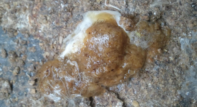 重口味!舔一口鸡粪给1万 男子舔了没有钱闹进派出所