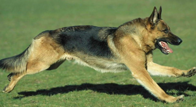 惊悚! 母亲亲眼目睹女童头部被自家牧羊犬狠狠咬住
