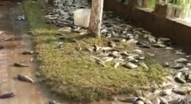 水产车侧翻致活鱼遍地 村民不顾交警劝阻哄抢