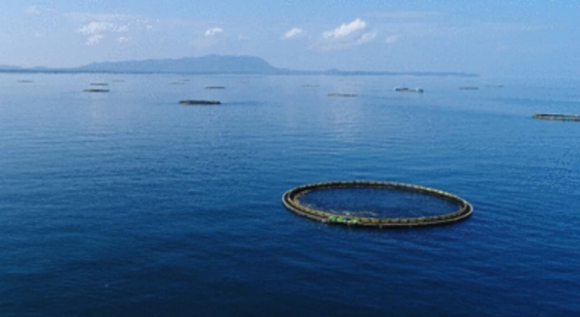 海南开捕金鲳鱼怎么回事?海鲜水产大丰收!