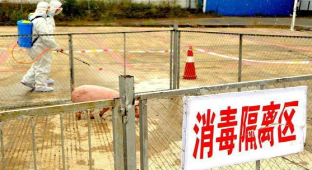 内蒙发生非洲猪瘟 这些猪会不会流入市场?