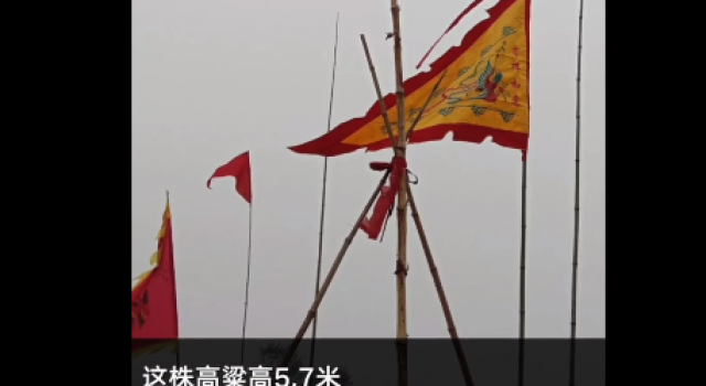 山东菏泽5.7米高粱秆引村民烧香跪拜 当地政府出动挖掘机铲除