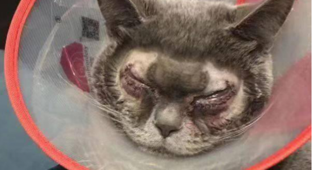 万元给猫割双眼皮怎么回事?宠物也能进行整容?
