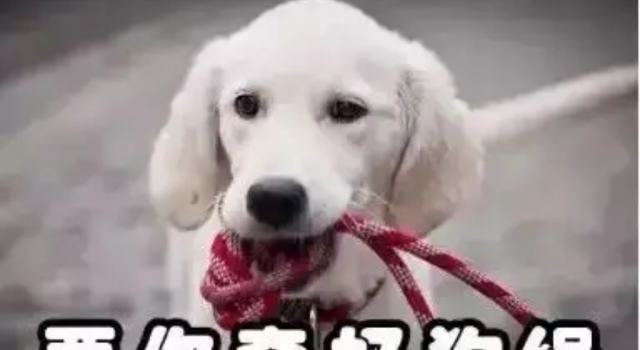 泰迪犬起身致老太受惊摔9级伤残 老太碰瓷或泰迪背锅?