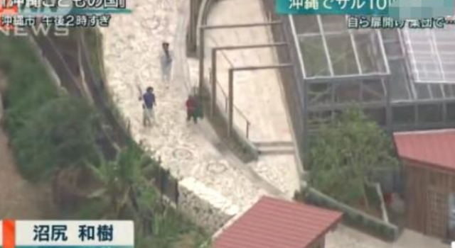 猴子成精了!日本冲绳动物园猴子拿钥匙开门逃跑