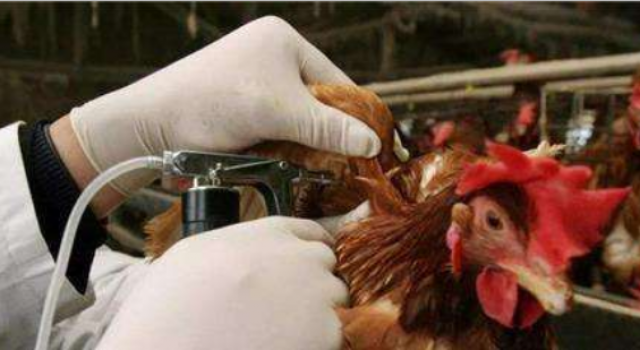 北京H5N6禽流感病例确诊 该禽流感是怎么来的 如何预防