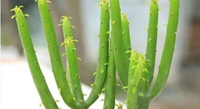 为什么光棍树和仙人掌不适合在室内种植呢?你知道么?
