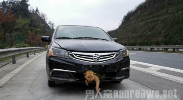 汪星人高速被撞进车身 命硬遭带着跑800里后生还
