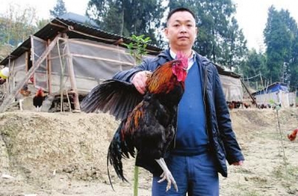 “老偷”专业偷鸡20年9次入狱 懂得鸡语偷鸡成瘾