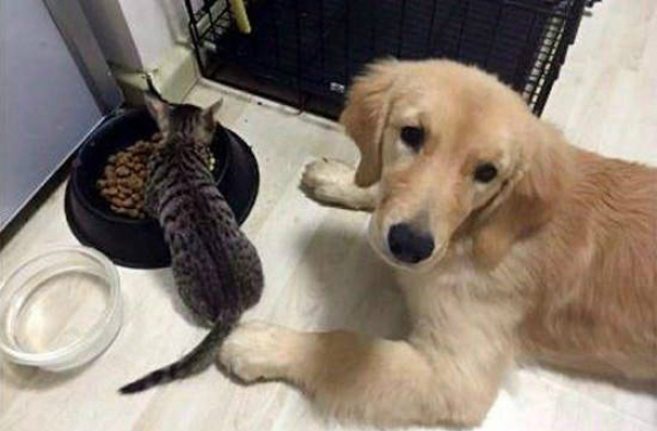 狗善被猫骑！且看汪喵星人如何欺负汪星人