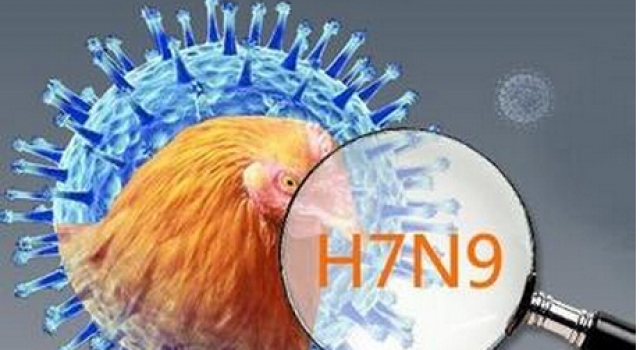 h7n9是什么 h7n9症状及应对措施早知晓