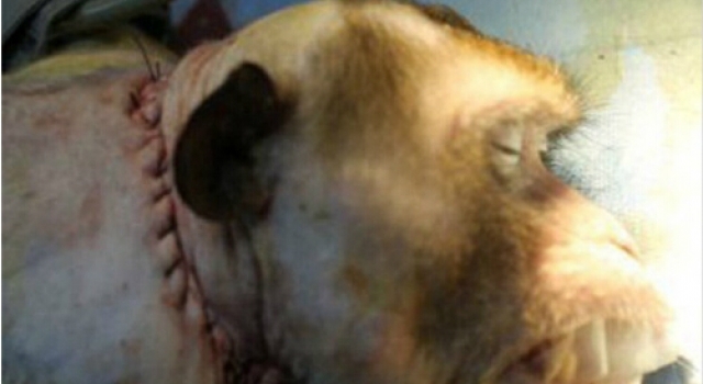 猴子换头手术成功 20小时后安乐死 换人头指日可待?