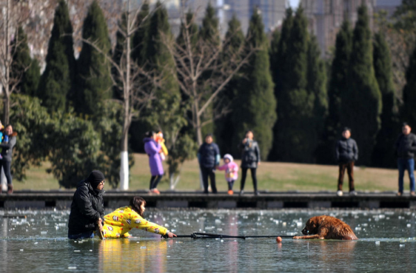 天寒心不寒：金毛犬掉入湖面冰窟 男子破冰30米救援