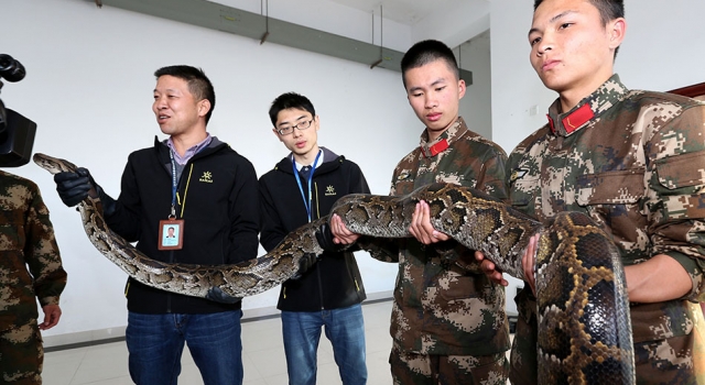 粤港边界现巨蟒近五米 友好给边防官兵拜年