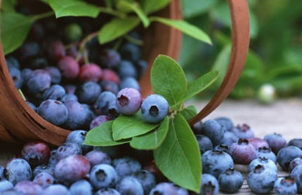 �볤�٣�8��Խ��Խ����ʳ��Ҫ�μ�