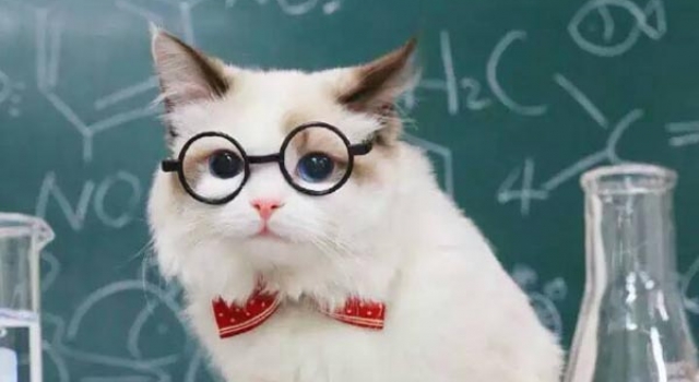 有一种猫叫做别人家的猫