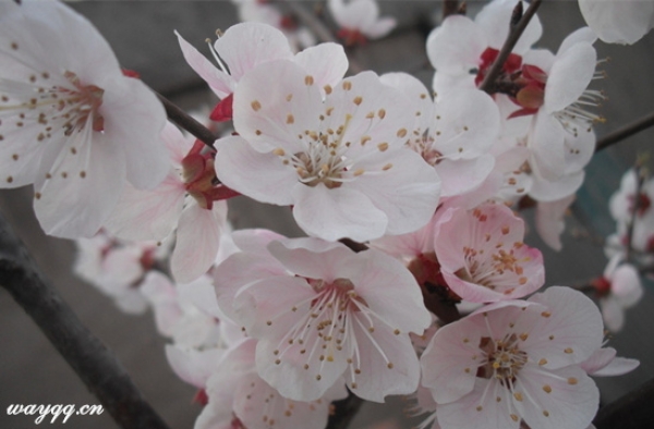 今年清明节是几月几日？ 清明节的习俗介绍