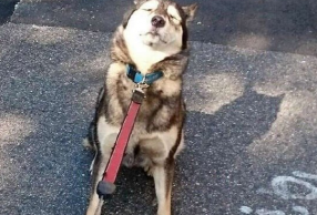 ϰϿε ǹľС