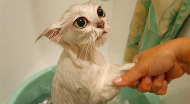 话说每次给我的猫洗澡的时候都在想 这货是我的猫么