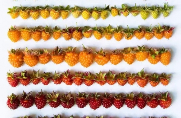 当摄影师遇上了美食 画风便成了这样