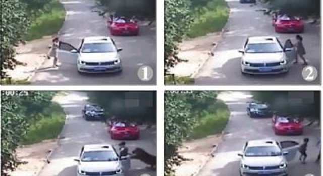 北京老虎袭击游客致1死1伤：扑咬女儿 咬死施救母亲