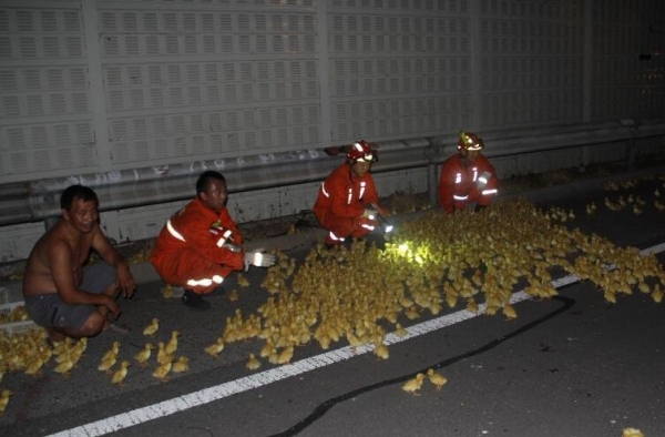 满城嘎嘎嘎！货车追尾 3千只小鸭子散落高速满地跑