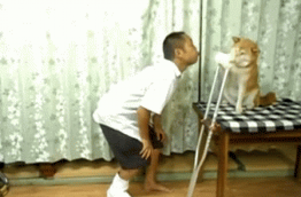 搞笑GIF 欢乐小柴犬之日常逗主人