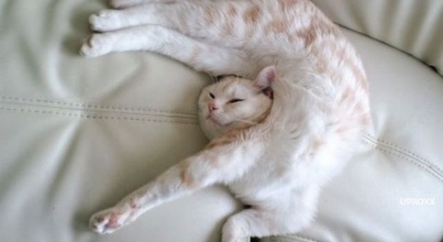 各种喵星人的逆天睡姿 你还是美如画的猫咪吗