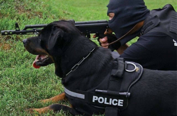 军犬也有萌萌的一面 好想抱走