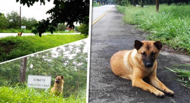 再现“忠犬八公”!泰国小狗路边等主人1年被车撞死