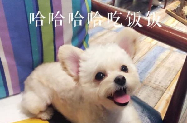 麻麻好吃来了 可是为什么没有我的份呢
