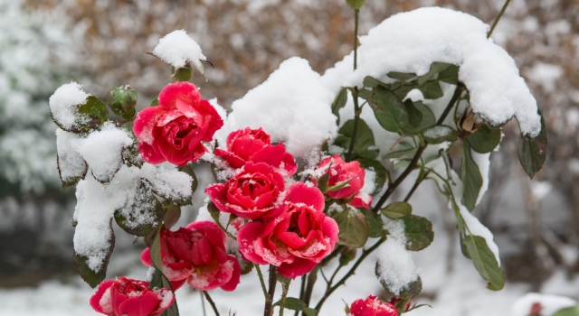 一眼就被惊艳的雪中花 大自然才是最神奇的化妆师