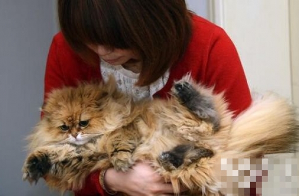 情侣2万卖女儿转身花2千买只猫 没钱养孩子竟有钱养猫