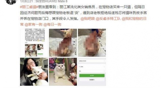 女子将宠物猫剥皮被人肉 摄像头前向猫道歉 猫可安息了
