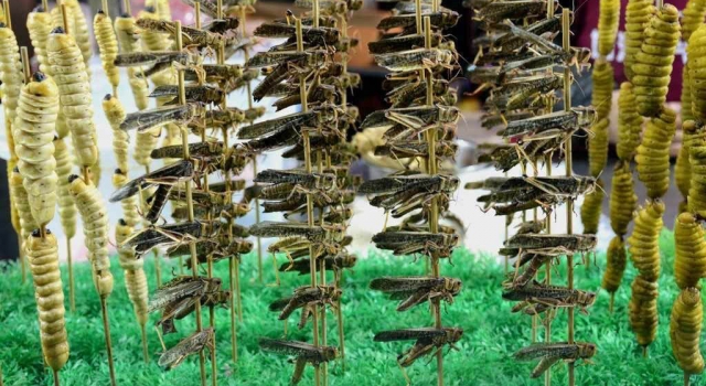 沈阳街头现重口味昆虫宴 2米长大蛇等待剥皮油炸上桌