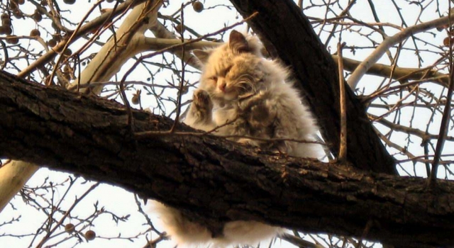 猫被困树上5天 七旬老太情急上树为救爱猫也被困