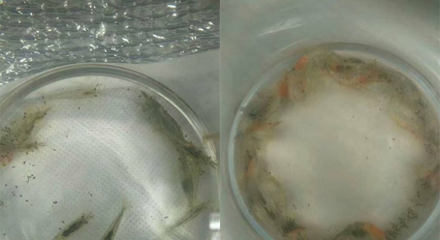 怕虾冷垫上暖宝宝 网友：你感受到妈妈的热情了吗