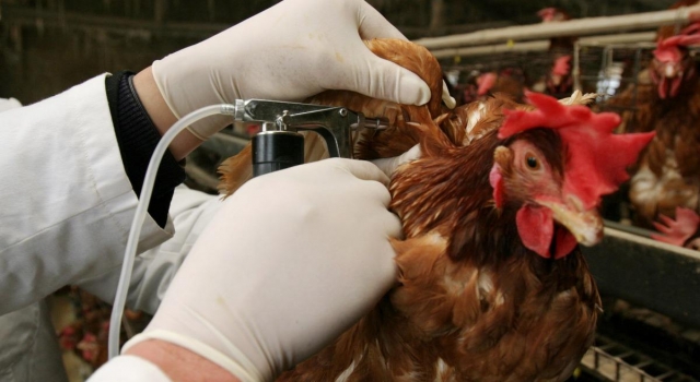 禽流感最新消息2017 这些预防h7n9禽流感的知识要知道