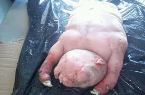 南非惊现半人半兽 羊身人脸真是魔鬼送来的怪物？