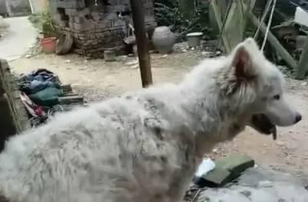 智力障碍小主人走丢 忠犬守护8昼夜不离不弃