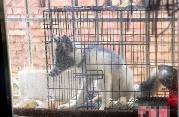 男子把狐狸当宠物养  父母忍无可忍投诉至警局