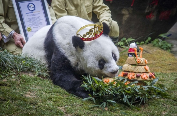 传奇大熊猫巴斯去世 它的一生究竟有多传奇？