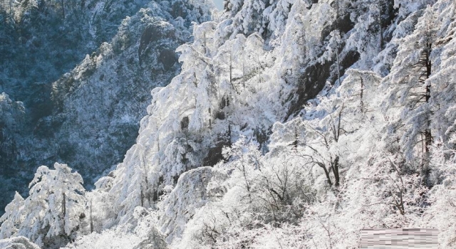 安徽黄山现冬日雪凇美景 山遍野银装素裹