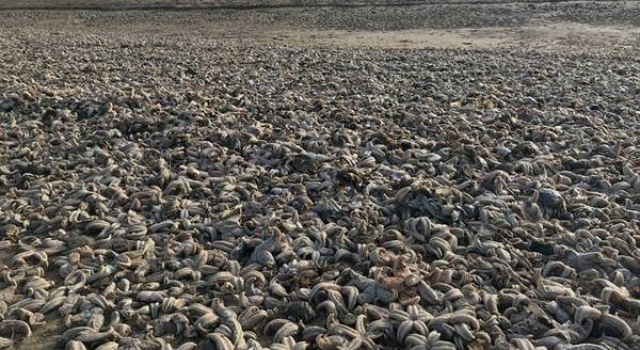 英国海滩现死海星 场面犹如世界末日